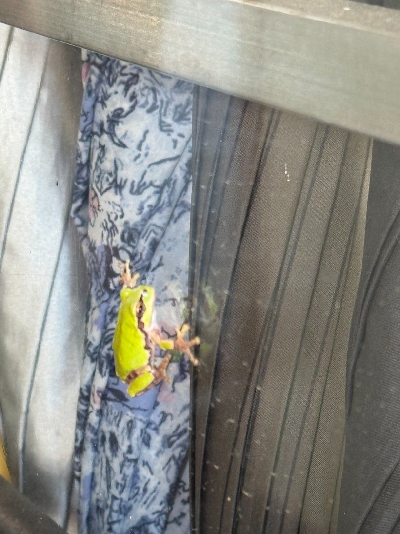 ガラスに引っ付いているカエル